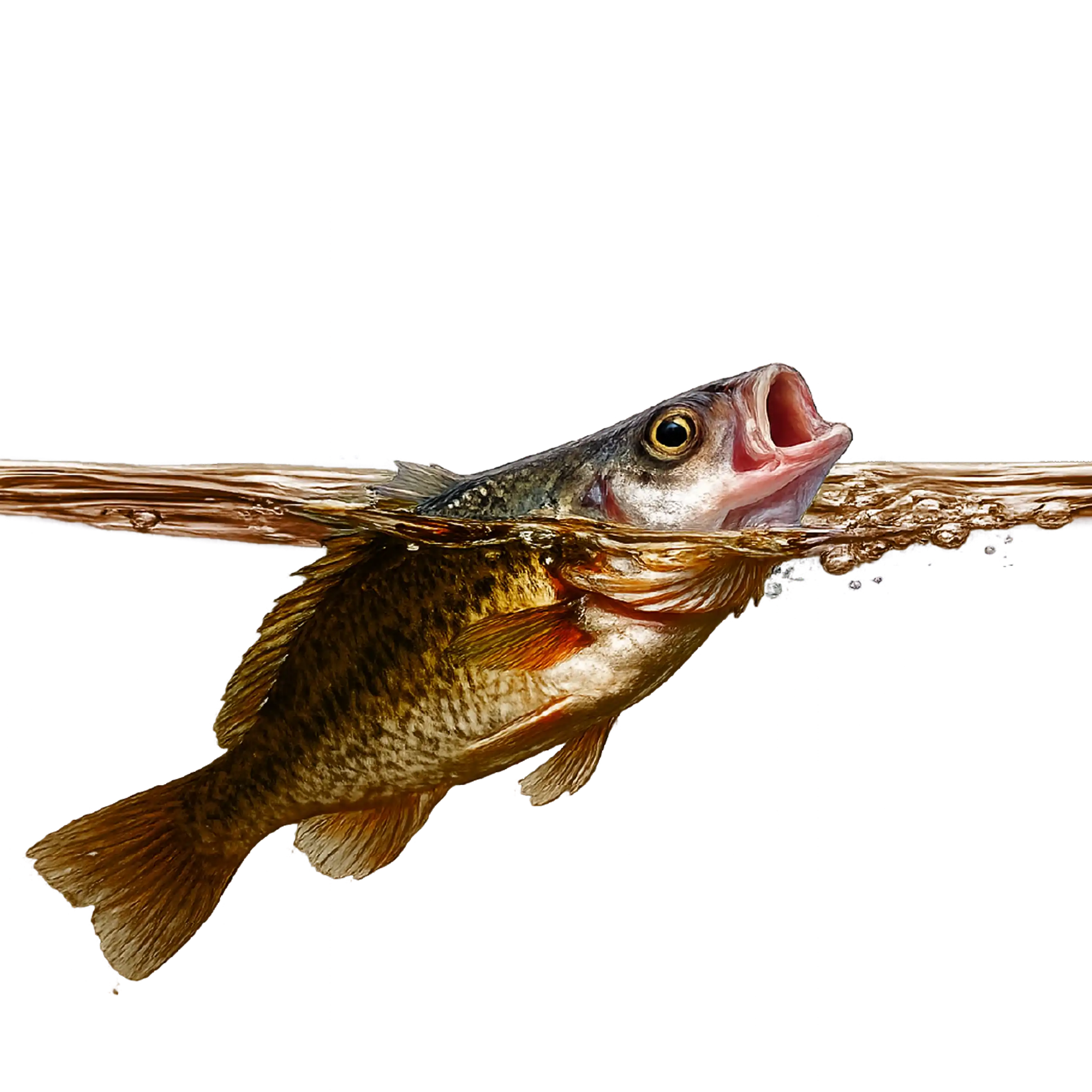 Is Your Fish Gasping at the Surface? Get an Online Vet Consultation Before It Becomes an Emergency.